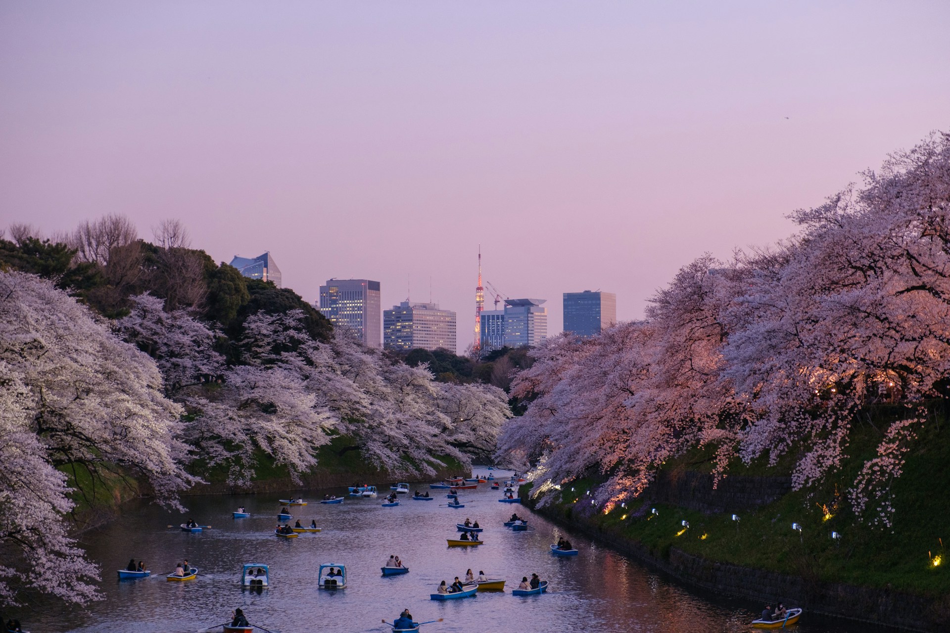 Aizu: Approaching Full Bloom